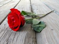 r449_4_rose_plancher.jpg r449_4_rose_plancher.jpg